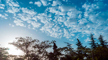 A row of green trees and bushes against a blue skyの写真素材