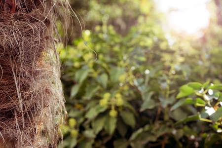 Eco nature, palm tree and green abstract background with defocused sunの写真素材