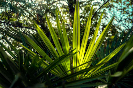 Striped of palm leaf, Abstract green texture background.の写真素材