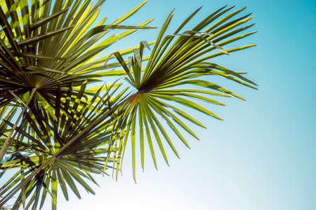 Green palm tree on blue sky. Nature backgroundの写真素材