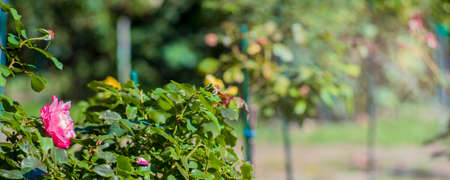 Banner red white roses in summer morning gardenの写真素材