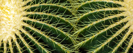 Photo Close up of globe shaped cactus with long thorns