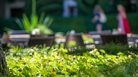 Photo Green leaves background, cafes on the summer terraceの写真素材