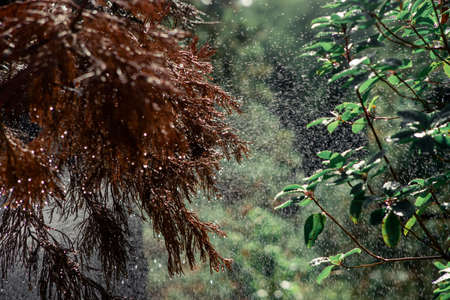Photo Needles of pine branches on the background of splashing water