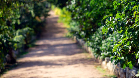 Photo image of blur road with tree on side way with bokeh for background