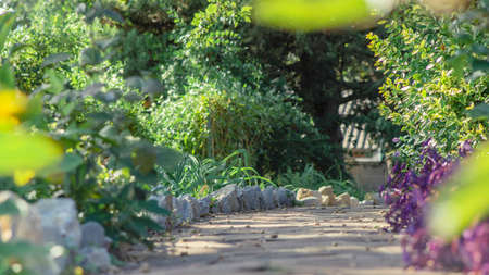 Photo of road with tree on side way with bokeh for background