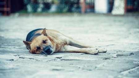 The dog sleeps on the stone squareの写真素材