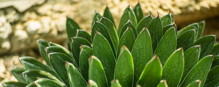 Photo Close up of cactus on a sunny day
