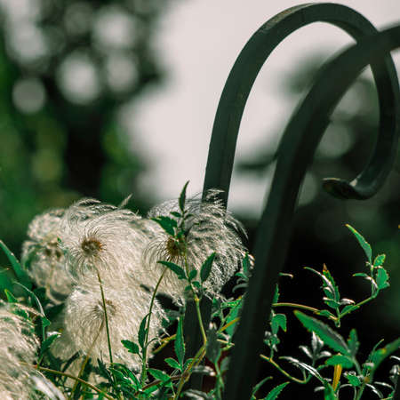 natural green background with selective focus.