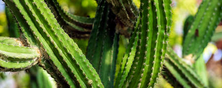 Photo Green background by plump stems and spiky spines of Cereus Peruvianus cactus