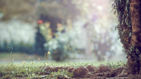 Photo Blur garden tree nature background with bokeh light, blurred green garden, park in autumn and summer, blur nature outdoor abstract backgroundの写真素材