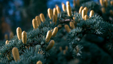 Pine tree flowers. Pine young one selective focus, nature background with defocused sun.の写真素材