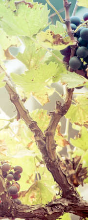 grape bunch, very shallow focusの写真素材