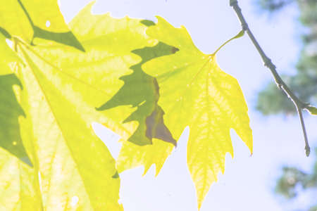 Photo Defocused image of a forest with sunshine and green leaves. Abstract blured background.の写真素材
