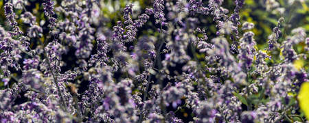 Closeup view of beautiful purple flowers blooming in countryside green field or meadow.の写真素材