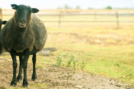Photo Young black ram on the farm. Looks into the camera.の写真素材