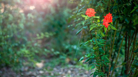 rose flower in autumn garden. Soft focus.の写真素材