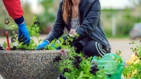 Photo cropped image of woman in the garden. Gardeners' hands are planting flowers in a flower bed.