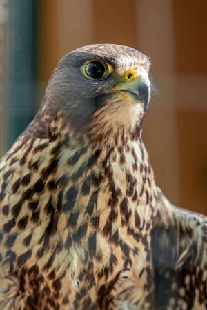 Photo Close-up of a bird of prey sitting behind the bars of a cageの写真素材