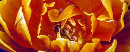Photo Tulip flowers bloom in spring background the background of blurry tulips in a tulip garden....