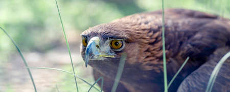 Golden eagle, portrait of a bird. Keeping birds of prey in captivity.