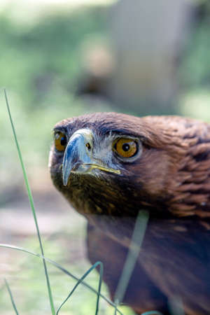 Photo Golden eagle, portrait of a bird. Keeping birds of prey in captivity.