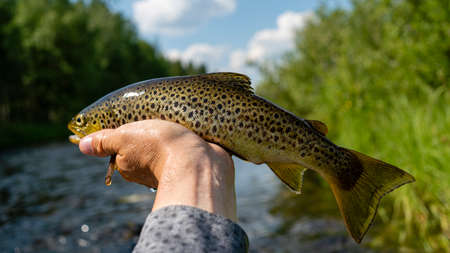Beautiful brook trout caught during fly fishing.