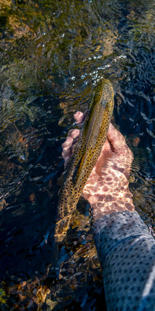A fly fishermans hand releases brook trout caught while fishing on a mountain river into the river.の写真素材