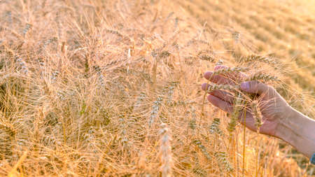 A mans hand holds ripe ears of wheat on the field during the harvest.