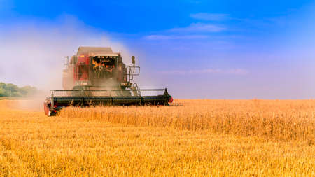 Working Harvesting Combine in the Field of Wheat. Rich harvest.