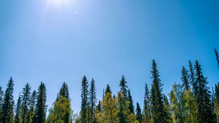 Beautiful summer forest landscape with firs looking into the blue sky. The nature of the taiga.の写真素材