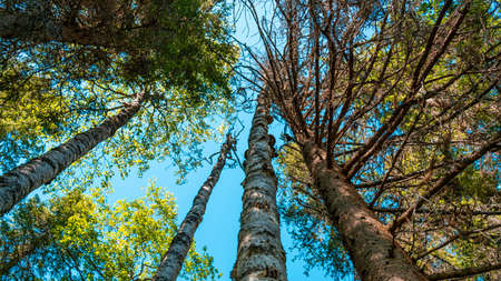 Photo The nature of the taiga. Beautiful summer forest landscape with firs and birches looking into the blue sky.の写真素材