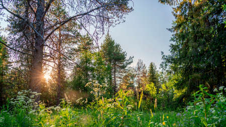 Summer evening landscape of taiga with pines and birches. The sun is peeping out from behind the trees. Romantic mood.の写真素材