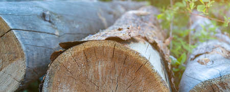Photo Woodpile of cut Lumber for forestry industryの写真素材