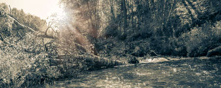 Small river in moist dense forest in the sun rays. Rapid stream of water between the banks, overgrown with green grass and moss. Cascade on taiga river, soft focus.の写真素材
