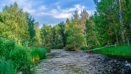 Photo River in the forest taiga. Panoramic view of nature, summer day.