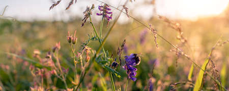 Green grass sunset. A beautiful field on a summer day.の写真素材