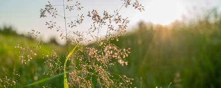 Green grass sunset. A beautiful field on a summer day.