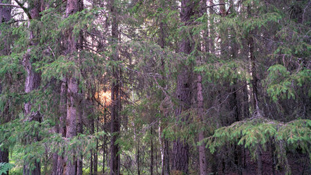 Photo Wooded forest trees backlit by golden sunlight before sunset with sun rays pouring through...