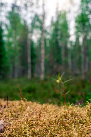 Moss, taiga zone. Vivid landscapes with moss, forest and wild flora in the forest in summer.の写真素材