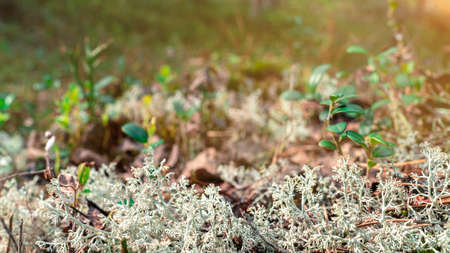 White moss, taiga zone. Vivid landscapes with moss, forest and wild flora in the forest in summer.