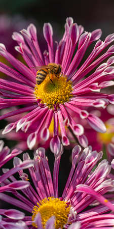 Beautiful chrysanthemum as background picture. Chrysanthemum wallpaper, chrysanthemums in autumn.の写真素材
