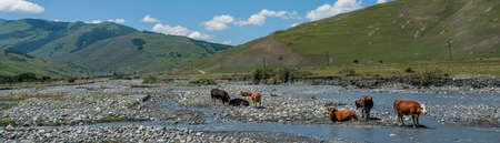A herd of cows at a watering hole near a mountain river against the background of mountains, in the gorges.の写真素材