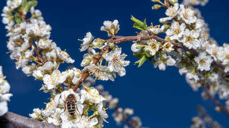 Spring background art with white blossom. Beautiful nature scene with blooming tree. Spring flowers....