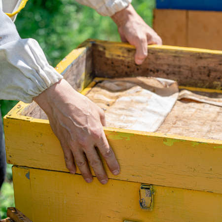 The beekeeper performs work in the apiary. Beekeeping concept.