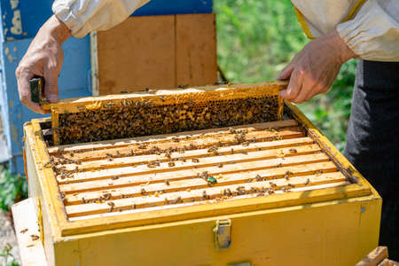 The beekeeper performs work in the apiary. Beekeeping concept. The beekeeper works with honey framesの写真素材