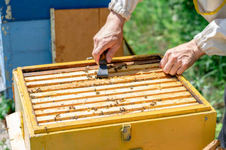 The beekeeper performs work in the apiary. Beekeeping concept. The beekeeper inspects the hiveの写真素材