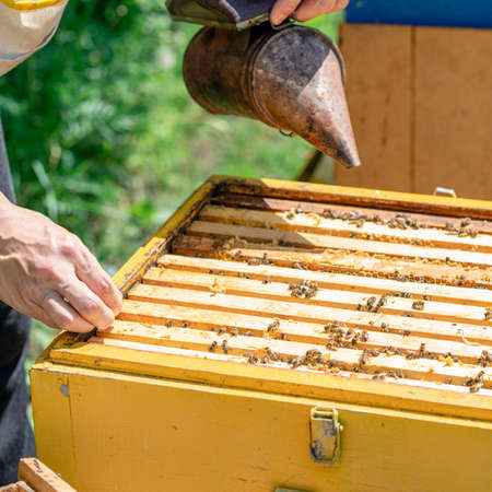The beekeeper performs work in the apiary. Beekeeping concept. The beekeeper works as a smokerの写真素材