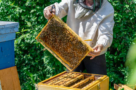 The beekeeper performs work in the apiary. Beekeeping concept. The beekeeper works with honey frames.の写真素材