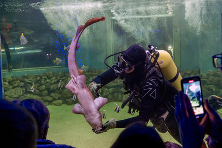 A scuba diver underwater in an aquarium with a shark shows a performance to childrenの写真素材